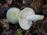 Russula parvovirescens image