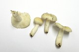 Russula cremoricolor image