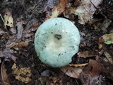 Russula parvovirescens image