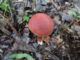 Baorangia rufomaculata image