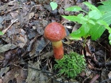 Baorangia rufomaculata image