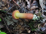 Baorangia rufomaculata image
