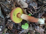 Baorangia rufomaculata image
