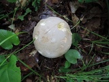 Boletus pallidus image