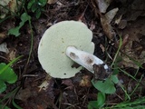 Boletus pallidus image