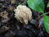 Ramaria stricta image