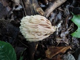 Ramaria stricta image