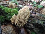 Ramaria stricta image