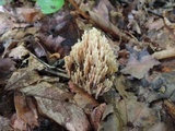 Ramaria stricta image