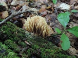 Ramaria stricta image