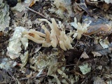 Clavaria fumosa image