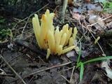 Clavulinopsis fusiformis image