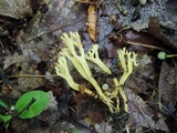 Clavulinopsis corniculata image