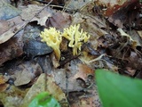 Clavulinopsis corniculata image