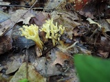 Clavulinopsis corniculata image