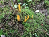Clavulinopsis laeticolor image