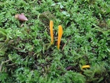 Clavulinopsis laeticolor image