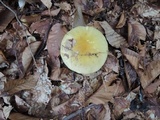 Amanita flavorubens image