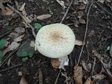 Amanita multisquamosa image