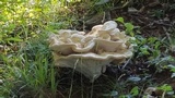 Bondarzewia berkeleyi image
