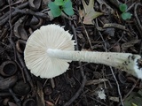 Amanita cinereoconia image