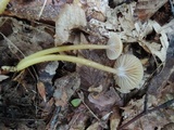 Hygrocybe laeta var. laeta image