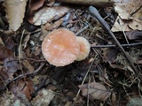 Hygrocybe laeta var. laeta image