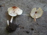 Lepiota cristata image