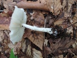 Leucoagaricus rubrotinctus image