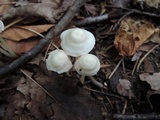 Alboleptonia adnatifolia image