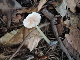 Alboleptonia adnatifolia image