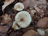 Lactarius cinereus image