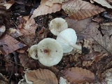 Lactarius cinereus image