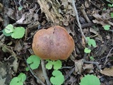Tylopilus indecisus image