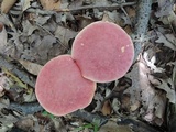 Boletus rubroflammeus image