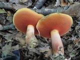 Boletus rubroflammeus image