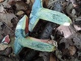 Boletus rubroflammeus image