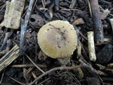 Russula pulverulenta image