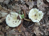 Russula heterophylla image