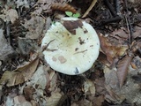 Russula heterophylla image