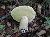 Boletus variipes image
