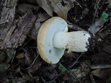 Boletus variipes image