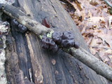 Exidia truncata image