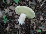 Boletus variipes image