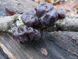 Exidia truncata image