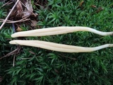 Clavulinopsis helvola image