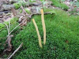 Clavulinopsis helvola image