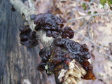 Exidia truncata image