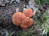Boletus ferrugineus image