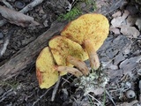 Boletus ferrugineus image